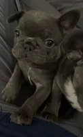 Mia, a female French Bulldog for sale in Rio Vista, CA – 9 of 10