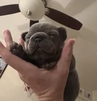 Mia, a female French Bulldog for sale in Rio Vista, CA – 2 of 10