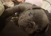 Mia, a female French Bulldog for sale in Rio Vista, CA – 3 of 10