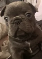 Mia, a female French Bulldog for sale in Rio Vista, CA – 1 of 10