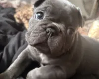 Mia, a female French Bulldog for sale in Rio Vista, CA – 8 of 10