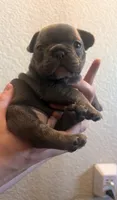 Mia, a female French Bulldog for sale in Rio Vista, CA – 7 of 10