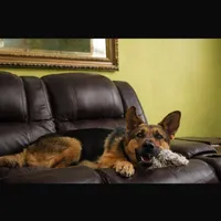 Bruno, a male German Shepherd Dog for sale in Jersey City, NJ – Photo 1 of 5