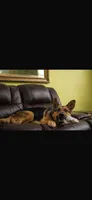 Bruno, a male German Shepherd Dog for sale in Jersey City, NJ – Photo 1 of 5
