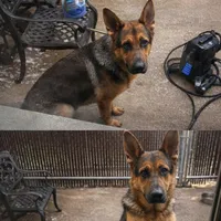 Bruno, a male German Shepherd Dog for sale in Jersey City, NJ – Photo 5 of 5