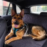 Bruno, a male German Shepherd Dog for sale in Jersey City, NJ – Photo 3 of 5