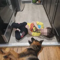 Bruno, a male German Shepherd Dog for sale in Jersey City, NJ – Photo 2 of 5