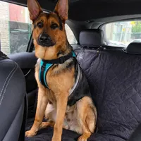 Bruno, a male German Shepherd Dog for sale in Jersey City, NJ – Photo 4 of 5