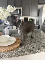 Gray , a female French Bulldog for sale in Dallas, TX – 4 of 10