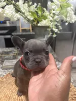 Red- collar color(boy), a female French Bulldog for sale in Dallas, TX – Photo 3 of 7