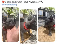 Red- collar color(boy), a female French Bulldog for sale in Dallas, TX – Photo 1 of 7