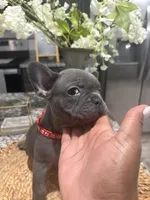 Red- collar color(boy), a female French Bulldog for sale in Dallas, TX – Photo 4 of 7