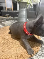 Red- collar color(boy), a female French Bulldog for sale in Dallas, TX – Photo 7 of 7