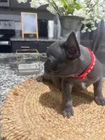 Red- collar color(boy), a female French Bulldog for sale in Dallas, TX – Photo 5 of 7