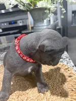 Red- collar color(boy), a female French Bulldog for sale in Dallas, TX – Photo 6 of 7