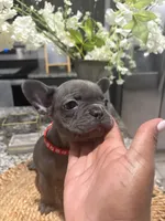 Red- collar color(boy), a female French Bulldog for sale in Dallas, TX – Photo 2 of 7