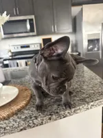 Grey - collar color (girl), a female French Bulldog for sale in Dallas, TX – Photo 9 of 9