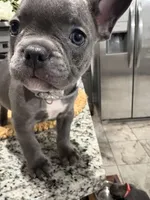 Grey - collar color (girl), a female French Bulldog for sale in Dallas, TX – Photo 3 of 6