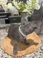 Grey - collar color (girl), a female French Bulldog for sale in Dallas, TX – Photo 6 of 6