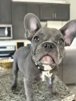 Grey - collar color (girl), a female French Bulldog for sale in Dallas, TX – Photo 4 of 9