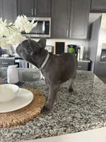 Grey - collar color (girl), a female French Bulldog for sale in Dallas, TX – Photo 3 of 9