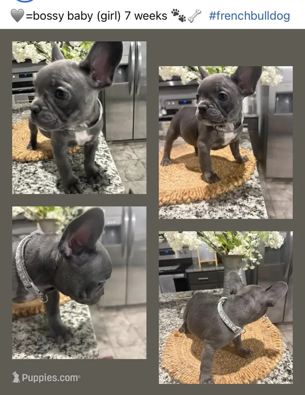 Grey - collar color (girl) – French Bulldog puppy for sale in Dallas, TX