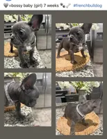 Grey - collar color (girl), a female French Bulldog for sale in Dallas, TX – Photo 1 of 6