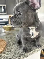 Grey - collar color (girl), a female French Bulldog for sale in Dallas, TX – Photo 2 of 9