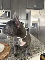 Grey - collar color (girl), a female French Bulldog for sale in Dallas, TX – Photo 8 of 9