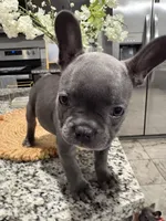 Grey - collar color (girl), a female French Bulldog for sale in Dallas, TX – Photo 2 of 6