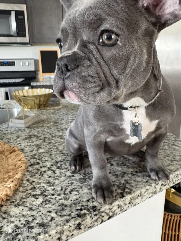 Grey - collar color (girl) – French Bulldog puppy for sale in Dallas, TX