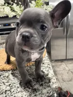 Grey - collar color (girl), a female French Bulldog for sale in Dallas, TX – Photo 4 of 6