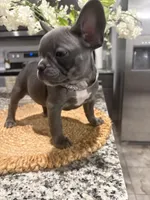 Grey - collar color (girl), a female French Bulldog for sale in Dallas, TX – Photo 5 of 6