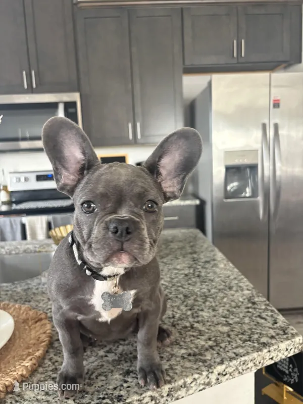 Gray - collar color (girl) – French Bulldog puppy for sale in Dallas, TX