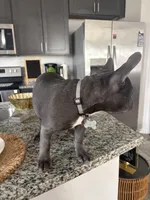 Grey - collar color (girl), a female French Bulldog for sale in Dallas, TX – Photo 6 of 9