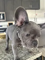 Grey - collar color (girl), a female French Bulldog for sale in Dallas, TX – Photo 5 of 9