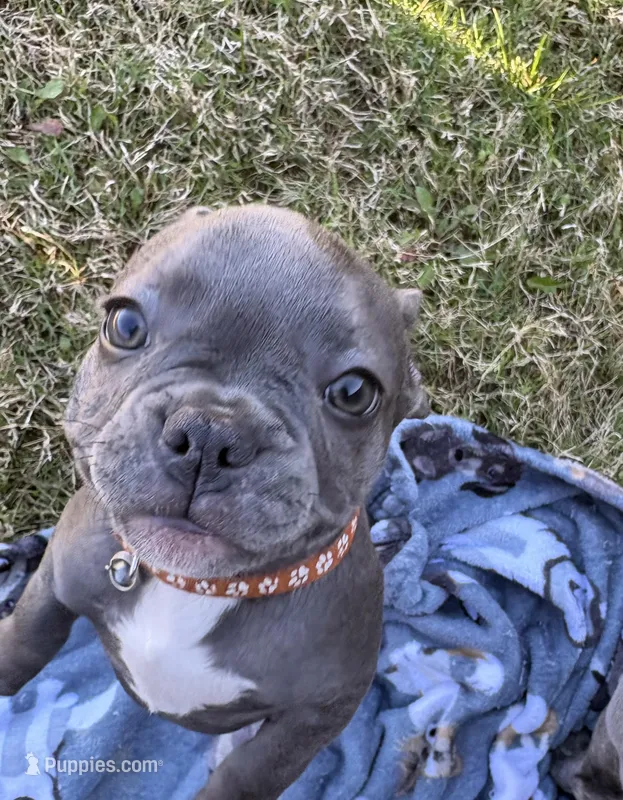 Grey - collar color (girl) – French Bulldog puppy for sale in Dallas, TX