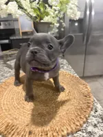 Purple- Collar color (girl), a female French Bulldog for sale in Dallas, TX – Photo 4 of 5
