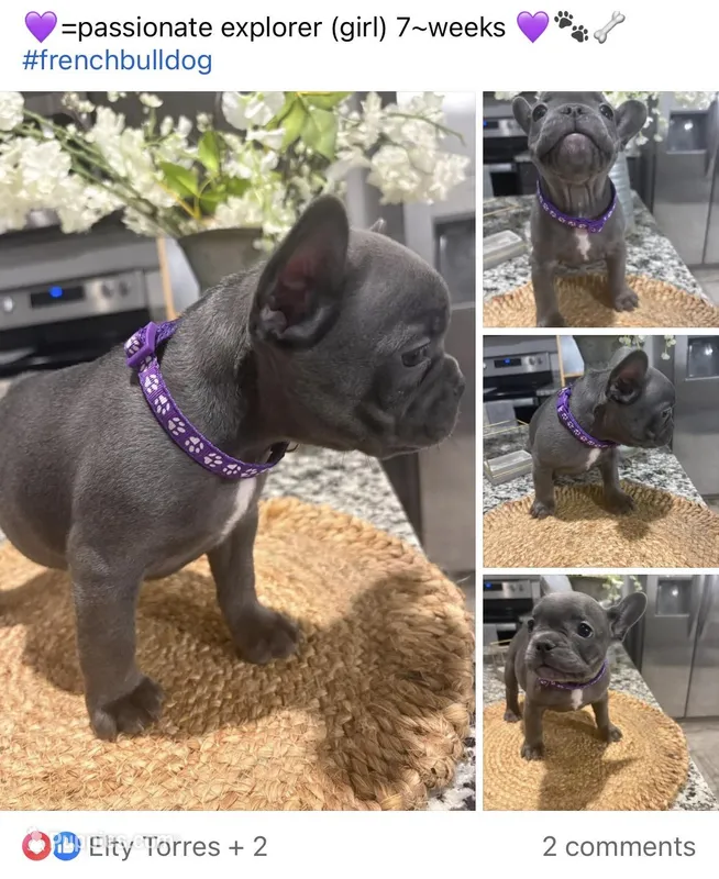 Purple- Collar color (girl) – French Bulldog puppy for sale in Dallas, TX
