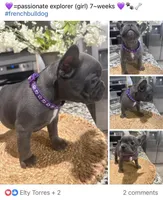 Purple- Collar color (girl), a female French Bulldog for sale in Dallas, TX – Photo 1 of 5
