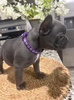 Purple- Collar color (girl), a female French Bulldog for sale in Dallas, TX – Photo 2 of 5