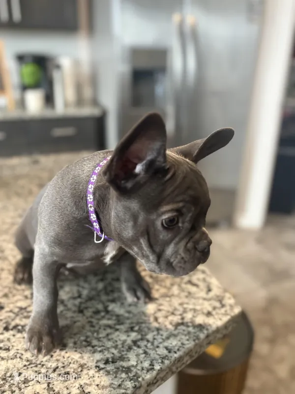 Purple- Collar color (girl) – French Bulldog puppy for sale in Dallas, TX