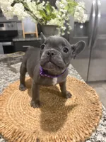 Purple- Collar color (girl), a female French Bulldog for sale in Dallas, TX – Photo 3 of 5
