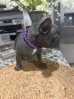 Purple- Collar color (girl), a female French Bulldog for sale in Dallas, TX – Photo 5 of 5