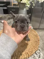 Pink- collar color-(girl), a female French Bulldog for sale in Dallas, TX – Photo 6 of 6