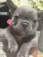 Pink- collar color-(girl), a female French Bulldog for sale in Dallas, TX – Photo 4 of 6