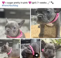 Pink- collar color-(girl), a female French Bulldog for sale in Dallas, TX – Photo 1 of 6