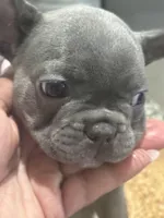 Pink- collar color-(girl), a female French Bulldog for sale in Dallas, TX – Photo 5 of 6