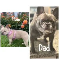 Gray , a female French Bulldog for sale in Dallas, TX – 2 of 10