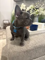 Aqua- collar color (girl), a female French Bulldog for sale in Dallas, TX – Photo 6 of 9